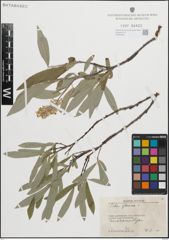Foto von Salix glauca L.